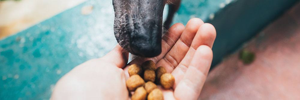 Advantages Of Raw Dog Food
