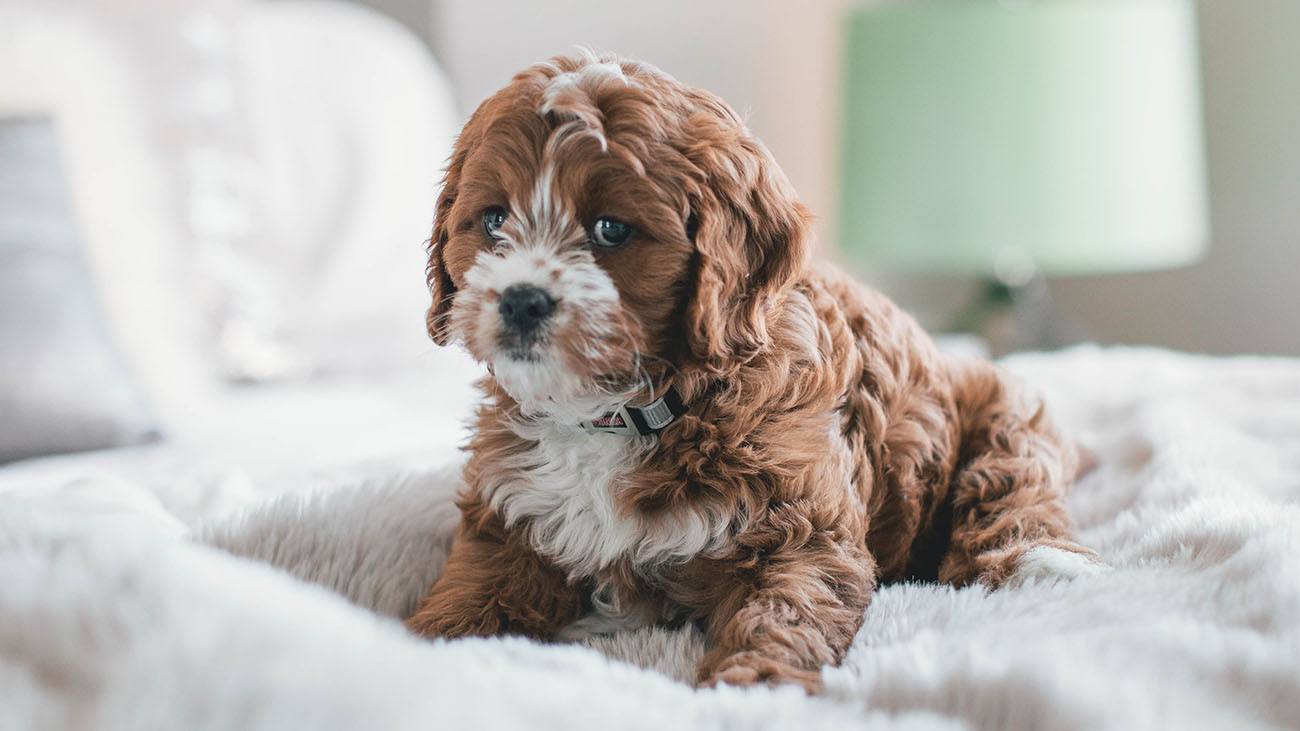 The Best Puppy Pads For Toilet Training