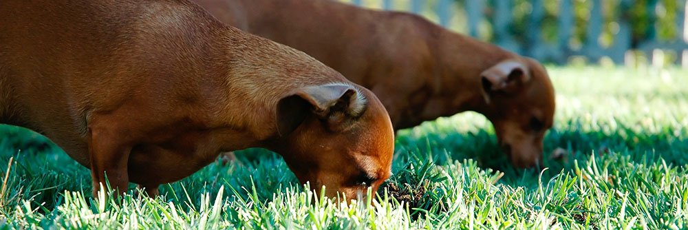 Best Raw Dog Foods