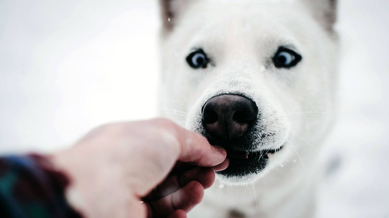 Best Dog Food Sensitive Stomachs