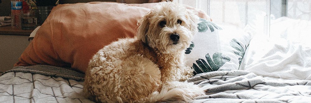 Big Dog Bed Size