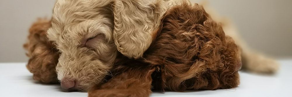 Best Pee Pads For Puppies