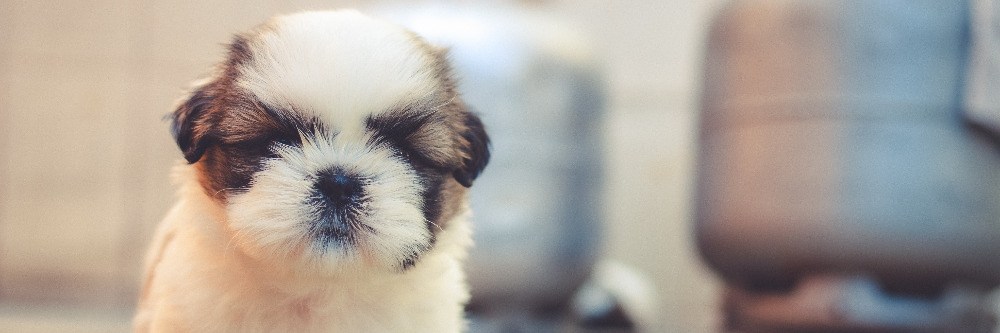 Shampooing Puppy