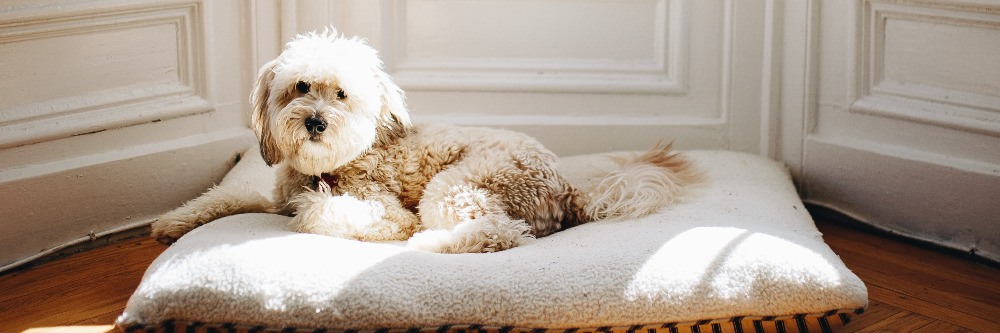 Bed Dog Orthopedic