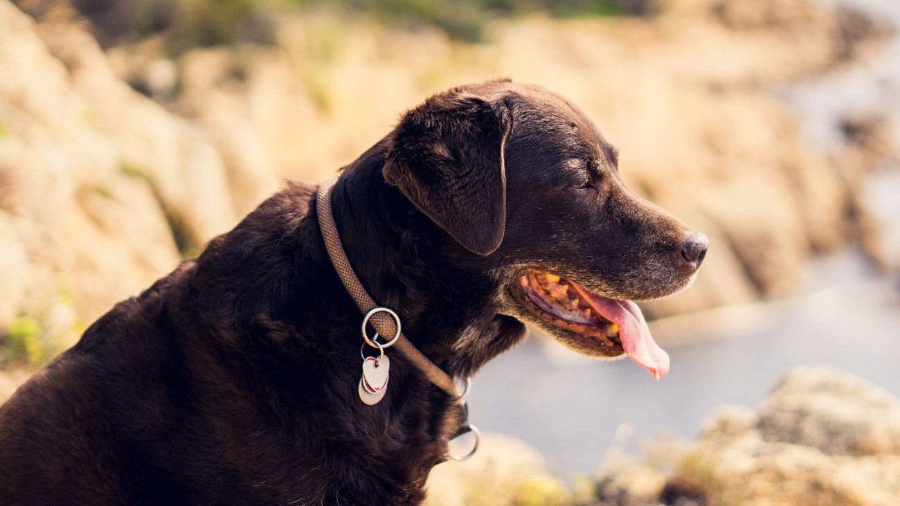 The Best Flea Collars for Dogs in 2021 | Most Effective ...