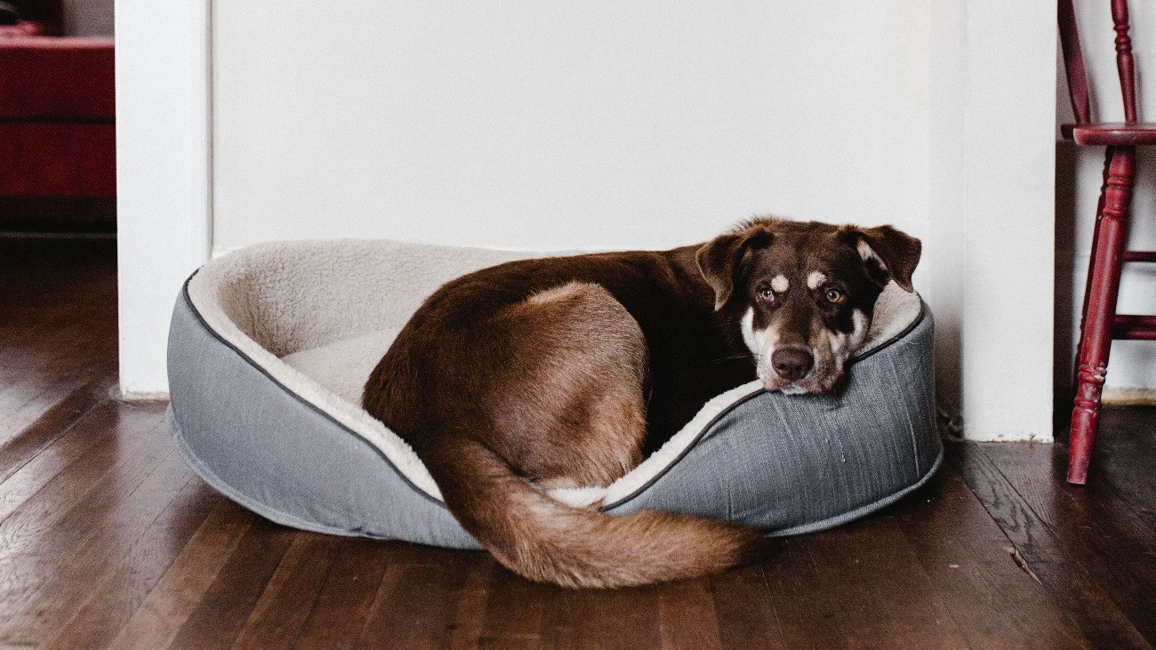 Dog On Orothopedic Dog Bed
