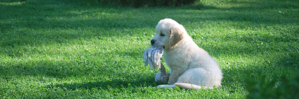 Training Puppy Potty Pad