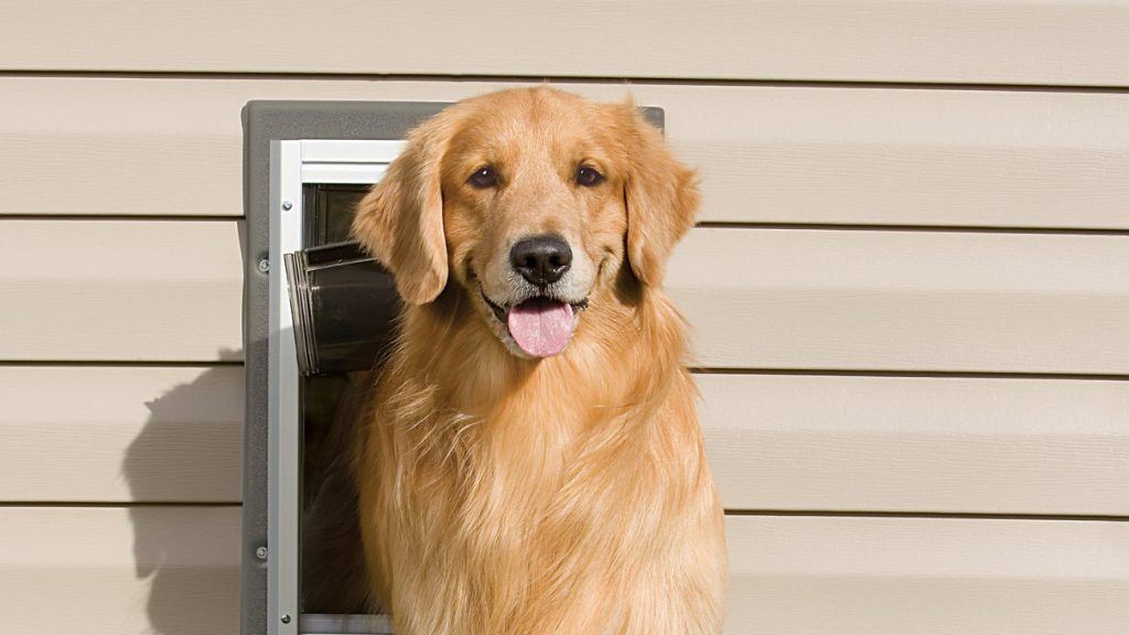 The 5 Best Dog Doors of 2023 EASY to Install!