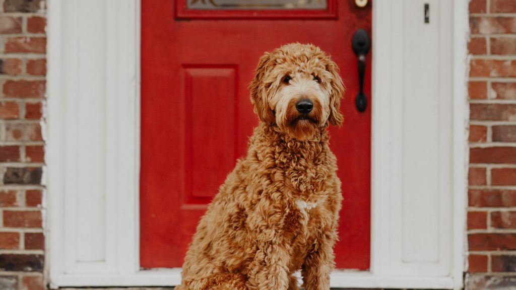 The Benefits of Installing a Dog Door | Pros & Cons