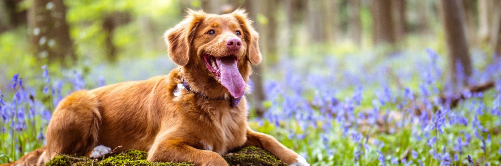 dog door for golden retriever