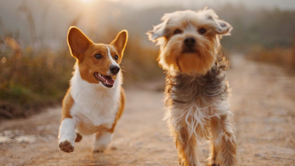 Dangers of Too Much Fish Oil for Dogs Dr. Sarah Wooten